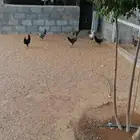 دجاج فيومي للبيع بياض