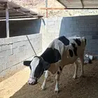 بقرة هولنديه لقحه في الشهر الرابع أم ثاني