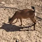 ماعز تيس هجين وعل