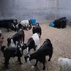 معزه صخل عوارض للبيع