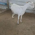 عنز بيشية خلفة