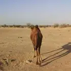 حاشي على حليب امه