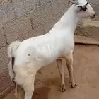 تم البيع تيس بيشي مشروع فحل