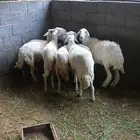 7دفيع فيها القريب سديس مشروطه من الامراض