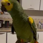 امزوني بلوفرنتد جاكو كابتن كلام