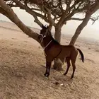 خيل شعبي