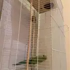 ببغاء درة (تم البيع)