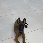 جرو مالينو بيور