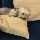 كلب للتبني