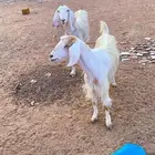 ثنتين معزا دفيع
