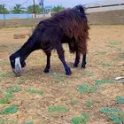 ثنية دافع بكر