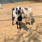 ثلاث معزا دفيع