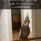 كروان ذكر للبيع
