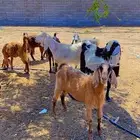 معزاء دفيع