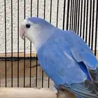 انثى روز منتجه