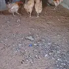 دجاج