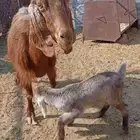 لبيع عنز معها تيس