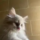 قطة للتبني