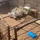 بط بكيني
