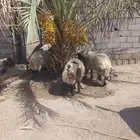 طليان نعيم فاخرة حلال مزرعة