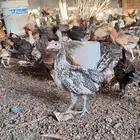 صوص مشكل