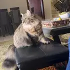 قط شيرازي ذكر للتبني