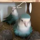 جازان