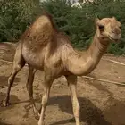 غرب صبيا