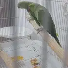 للبيع دره جوز