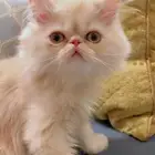 قطط بيكي فيس للبيع