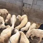 جيزان احد المسارحة