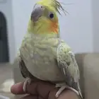 كروان أليف