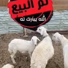 تم البيع