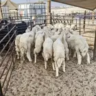 ذبايح نعيم حري تيوس سواكن