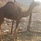 قعود عمره قريب 6 شهور