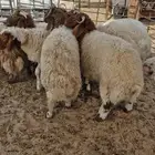 ذبايح حري تيوس سواكن