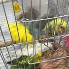 عصافير بادجي 6