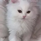 قطه انثى لتبني