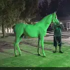 حصان واهو شيخ