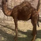 قعودين وبكره العمره 6
