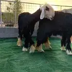 مزاد على نجد صنف