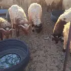 خرفان نعيم