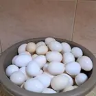 بيض بلدي نظيف