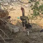 ديك ودجاجه فارسي اخوان