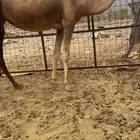 ناقه للبيع طيبه مشروطه حايل مشرحه يلزم نقله