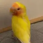 فرخ روز لاتينو