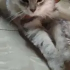 قطط لتبني