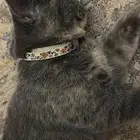 قطوه كيتن ستريت انثى