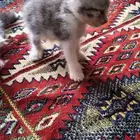 قطط