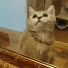 ققط سكوتش فولد وستريت